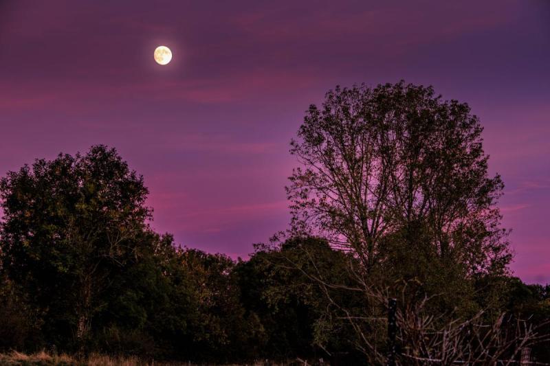Un arbre sous la lune la nuit