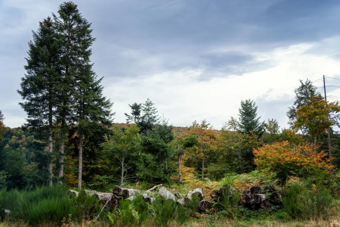 Paysages d'Aubrac